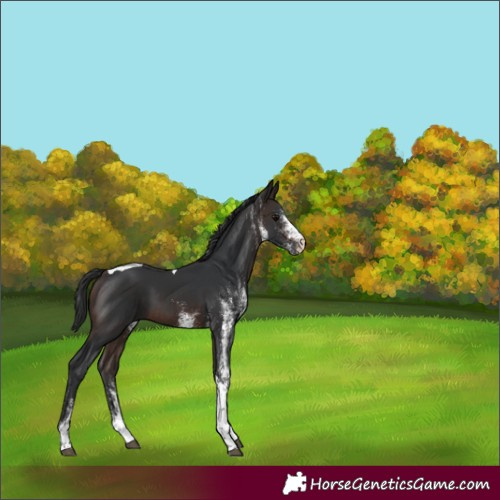 Horse Color:White Spotted Brown Tobiano 