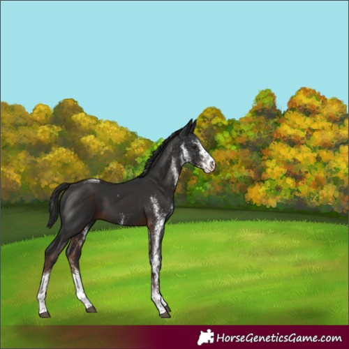 Horse Color:White Spotted Liver Chestnut Tobiano 