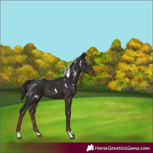 Horse Color:White Spotted Liver Chestnut Tobiano 