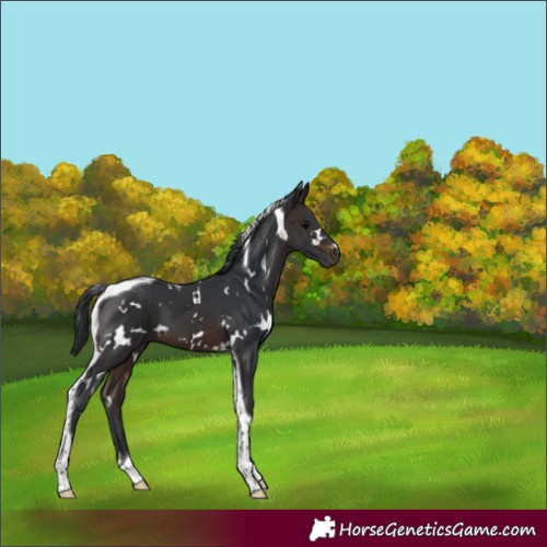 Horse Color:White Spotted Brown Tobiano 