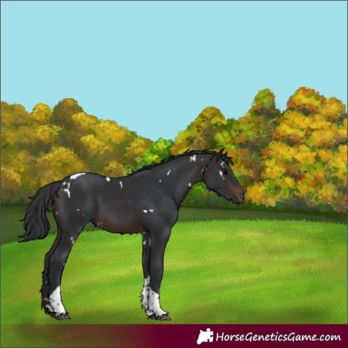 Horse Color:White Spotted Brown Tobiano 