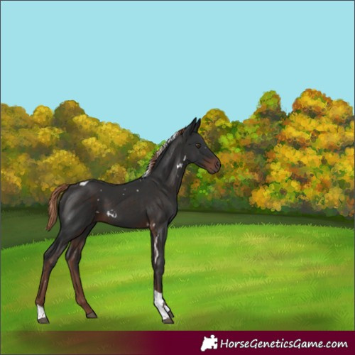 Horse Color:White Spotted Liver Chestnut Tobiano 