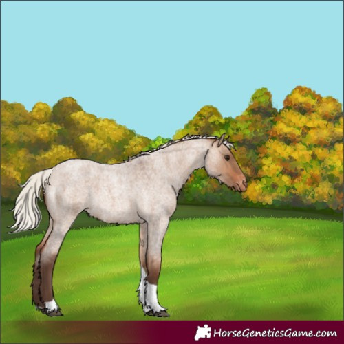 Horse Color:Silver Brown Roan Dun Tobiano Varnish Rabicano