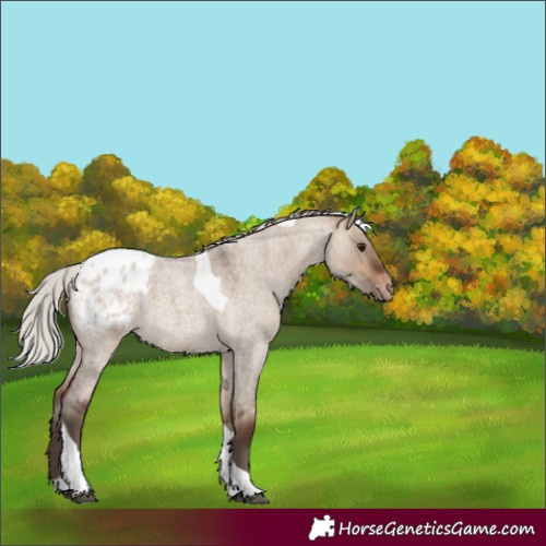 Horse Color:Silver Brown Roan Dun Tobiano Blanket