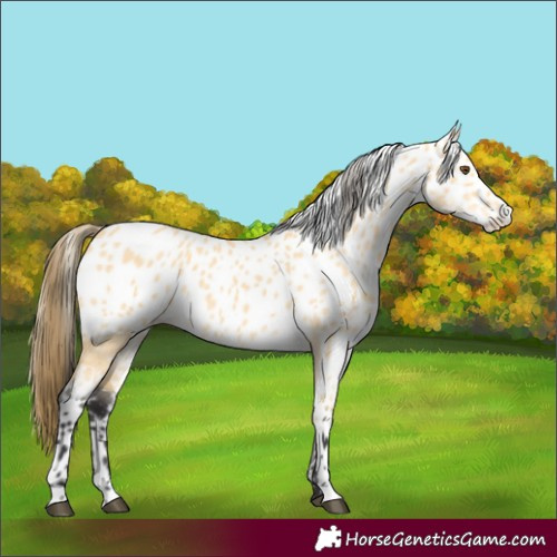 Horse Color:Buckskin Dun Skewed Appaloosa 