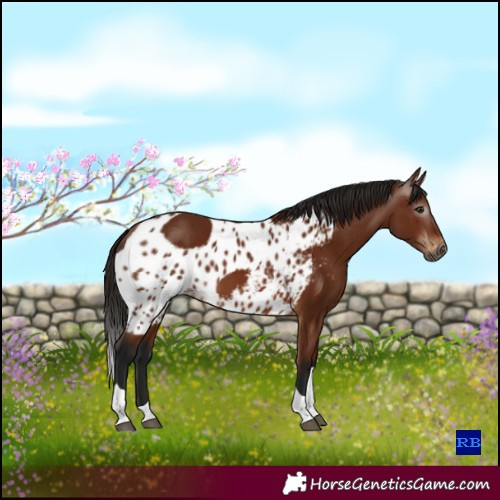 Horse Color:Gray Bay Tobiano Skewed Appaloosa 
