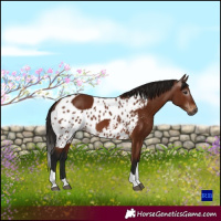 Horse Color:Gray Bay Tobiano Skewed LP Spotted