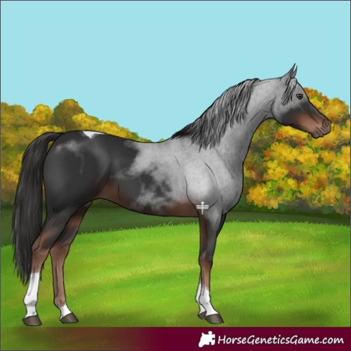 Horse Color:Liver Chestnut Tobiano 