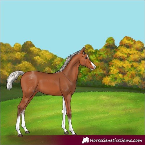 Horse Color:White Spotted Silver Bay Splash 