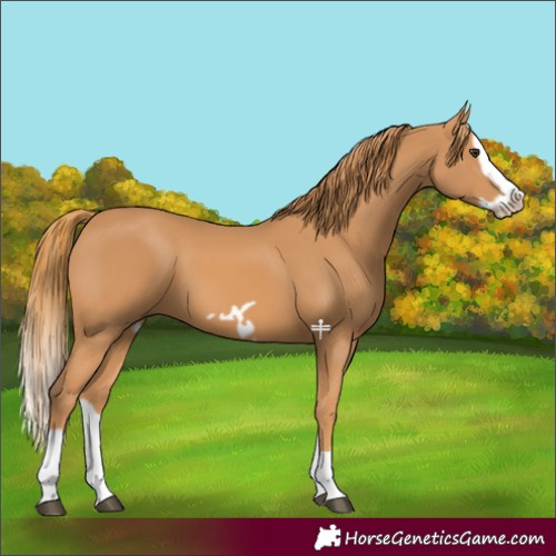 Horse Color:Chestnut Splash Frame 