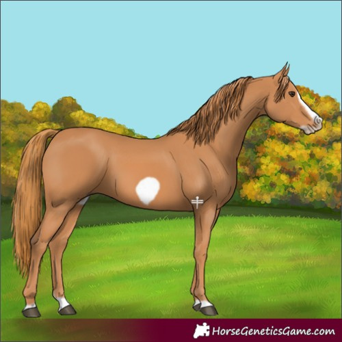Horse Color:Chestnut Splash Frame 