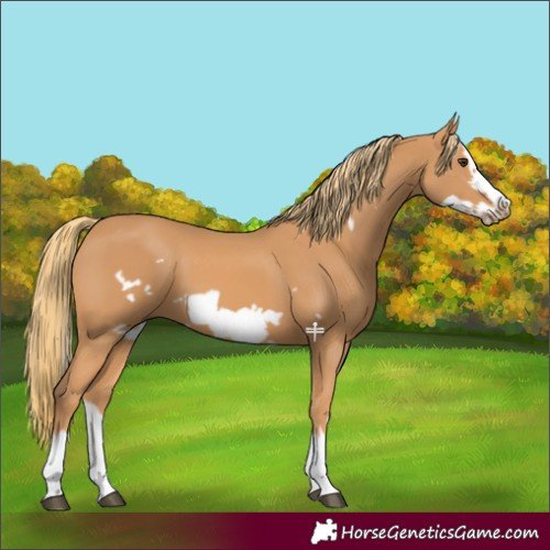 Horse Color:Chestnut Splash Frame 