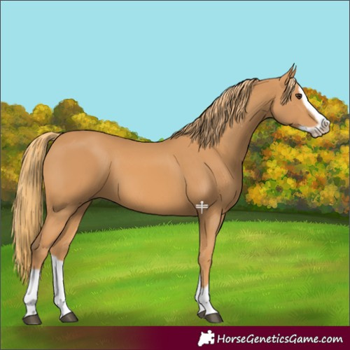Horse Color:Chestnut Splash Frame 