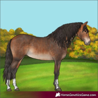 Horse Color:Bay  and Bay 