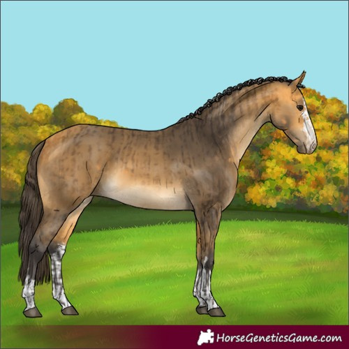 Horse Color:Buckskin and Buckskin