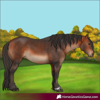 Horse Color:Bay and Bay