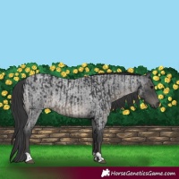 Horse Color:Black  and Blue Roan 