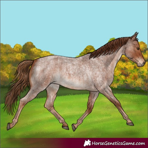 Horse Color:Red Roan  and Red Roan 