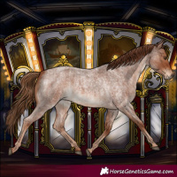 Horse Color:Red Roan and Red Roan