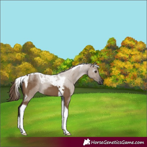 Horse Color:Gray Liver Red Dun Tobiano 