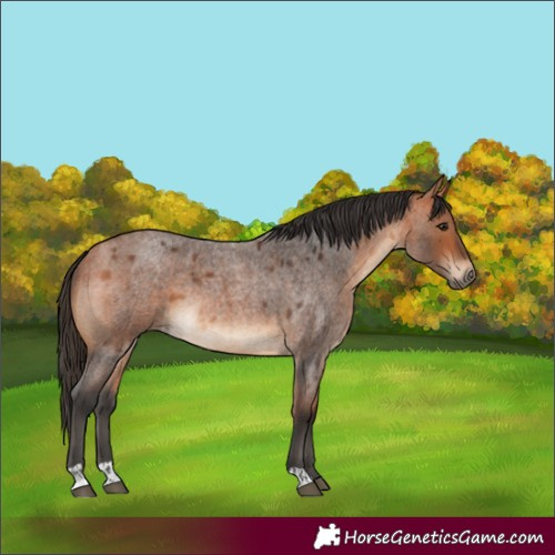 Horse Color:Bay Roan  and Bay Roan 