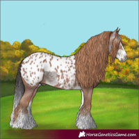 Horse Color:Gray White Spotted Bay Splash  and Gray White Spotted Chestnut Sabino Splash Appaloosa 