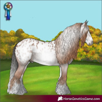 Horse Color:Gray White Spotted Bay Splash and Gray White Spotted Chestnut Sabino Splash Appaloosa