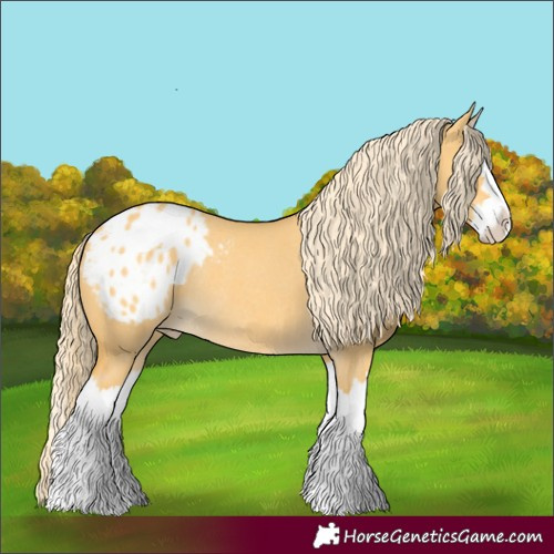 Horse Color:Palomino Dun Splash Appaloosa Rabicano