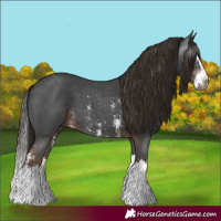 Horse Color:Gray Liver Chestnut Sabino Splash 