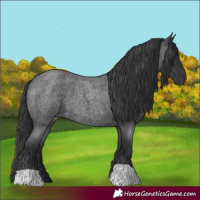 Horse Color:Blue Roan