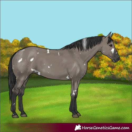 Horse Color:White Spotted Grullo