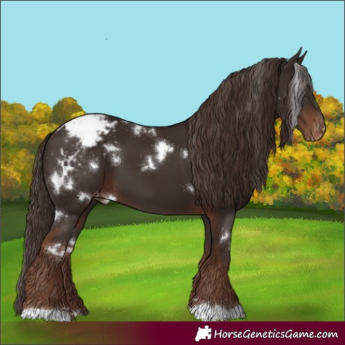 Horse Color:White Spotted Liver Chestnut Appaloosa 