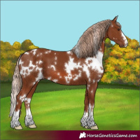 Horse Color:White Spotted Chestnut