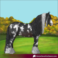Horse Color:White Spotted Brown