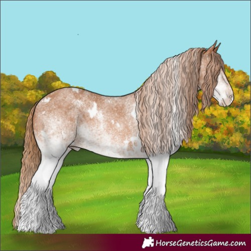 Horse Color:White Spotted Chestnut