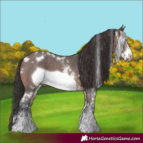 Horse Color:White Spotted Brown Sabino Frame