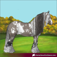 Horse Color:White Spotted Grullo Blanket