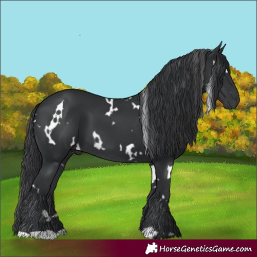 Horse Color:White Spotted Black 