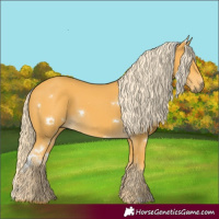 Horse Color:White Spotted Palomino