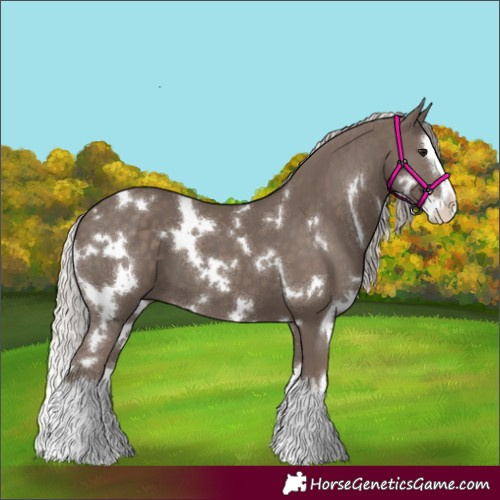 Horse Color:White Spotted Silver Black Splash 
