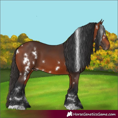 Horse Color:White Spotted Bay