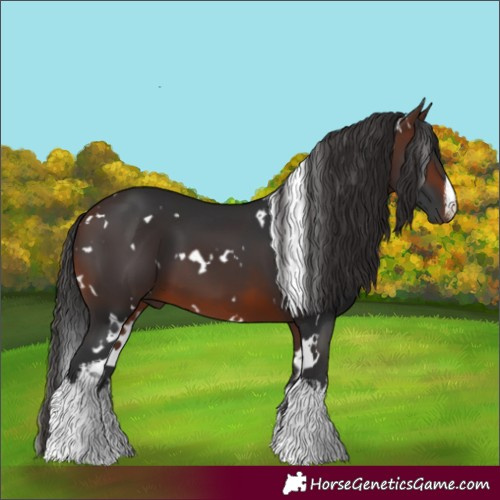Horse Color:White Spotted Brown 