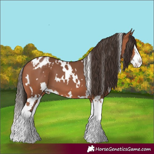 Horse Color:White Spotted Bay Splash Appaloosa