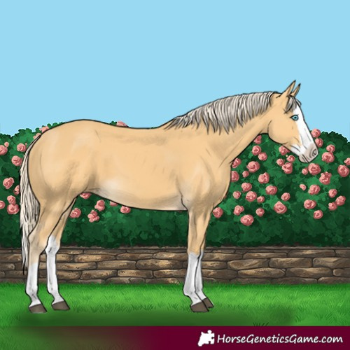 Horse Color:Palomino Splash