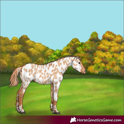 Horse Color:Powder White Red Dun Near Leopard 