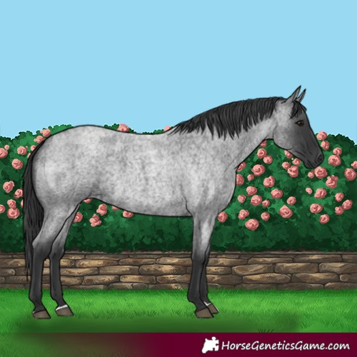 Horse Color:Blue Roan Rabicano