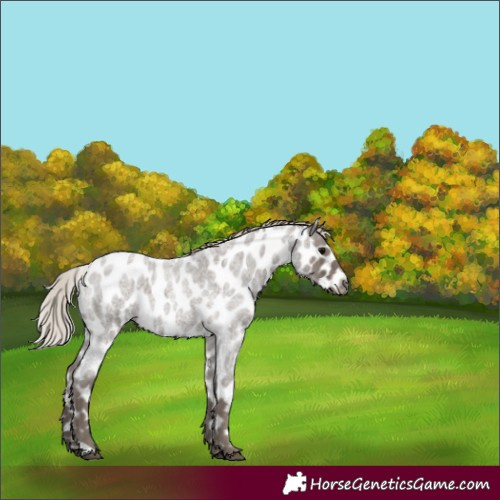 Horse Color:Silver Blue Roan Appaloosa
