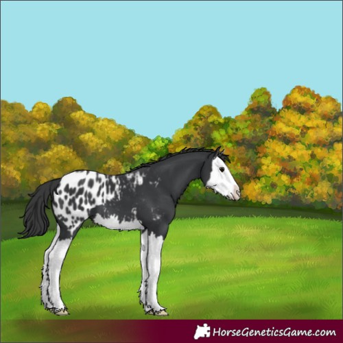 Horse Color:Black Splash Appaloosa 