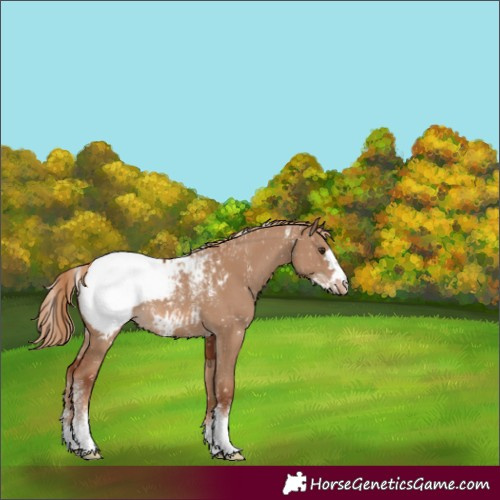 Horse Color:Powder White Red Dun Appaloosa Rabicano