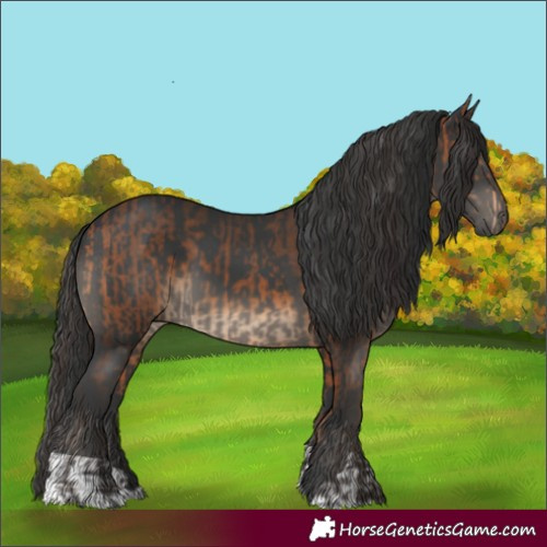 Horse Color:Bay  and Black 